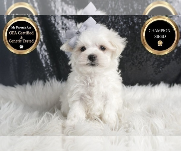 Medium Photo #6 Maltese Puppy For Sale in WARSAW, IN, USA