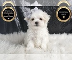 Small #5 Maltese