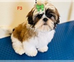 Puppy Luna Shih Tzu