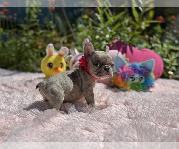 Medium Photo #6 French Bulldog Puppy For Sale in LEHIGH ACRES, FL, USA