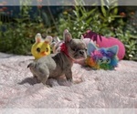 Small #5 French Bulldog
