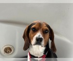 Small #1 Beagle