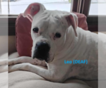 Small #4 Boxer
