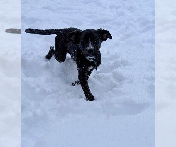 Medium Photo #20 American Staffordshire Terrier-Unknown Mix Puppy For Sale in Germantown, OH, USA
