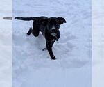 Small #19 American Staffordshire Terrier Mix