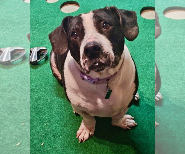 Medium Photo #2 Mutt Puppy For Sale in Clarkston, MI, USA