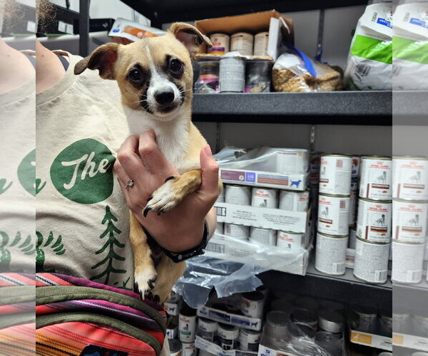 Medium Photo #22 Chihuahua-Unknown Mix Puppy For Sale in Fargo, ND, USA