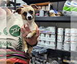 Small #21 Chihuahua Mix