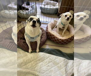 Chihuahua-Unknown Mix Dogs for adoption in Oakhurst, NJ, USA