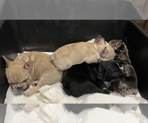 Medium Photo #24 French Bulldog Puppy For Sale in HOPE MILLS, NC, USA