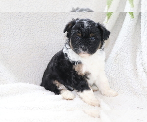 Aussie-Poo Dog for Adoption in SHILOH, Ohio USA