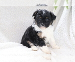 Small Photo #1 Aussie-Poo Puppy For Sale in SHILOH, OH, USA
