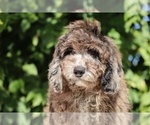 Small #13 Bernedoodle (Miniature) (+ Poodle Miniature)