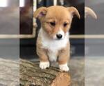 Small Photo #3 Pembroke Welsh Corgi Puppy For Sale in OMAHA, AR, USA
