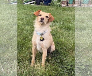 Mutt Dogs for adoption in St. Louis Park, MN, USA