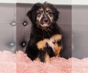 Miniature Australian Shepherd-Poodle (Toy) Mix Puppy for sale in CINCINNATI, OH, USA