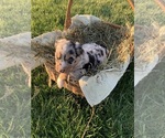 Small Photo #5 Australian Shepherd Puppy For Sale in BRASHEAR, MO, USA