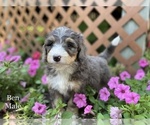 Small Photo #1 Bernedoodle Puppy For Sale in WEST BRANCH, MI, USA