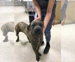 Small Mastiff Mix