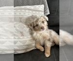 Puppy Puppy 9 Australian Shepherd