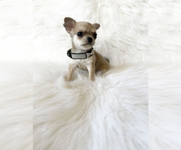 Medium Photo #7 Chihuahua Puppy For Sale in SACRAMENTO, CA, USA