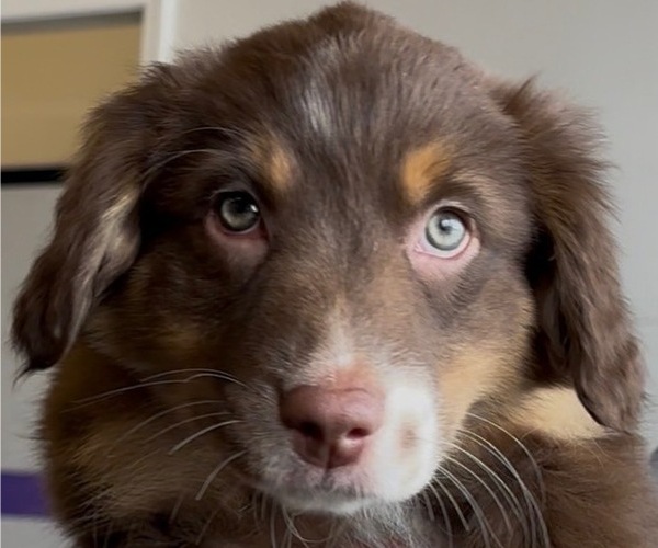 Medium Photo #1 Australian Shepherd Puppy For Sale in OLD LYME, CT, USA