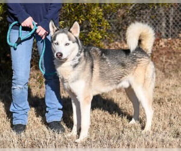 Medium Photo #3 Siberian Husky Puppy For Sale in Glen Allen, VA, USA