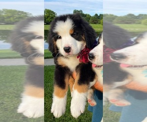 Great Bernese Puppy for sale in OVERLAND, KS, USA