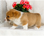 Small Photo #25 Pembroke Welsh Corgi Puppy For Sale in WAKARUSA, IN, USA