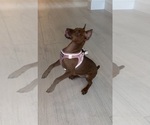 Jesse - Female Miniature Pinscher Puppy for Sale - Photo #4
