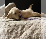 Small Photo #5 Labradoodle Puppy For Sale in COBB, WI, USA