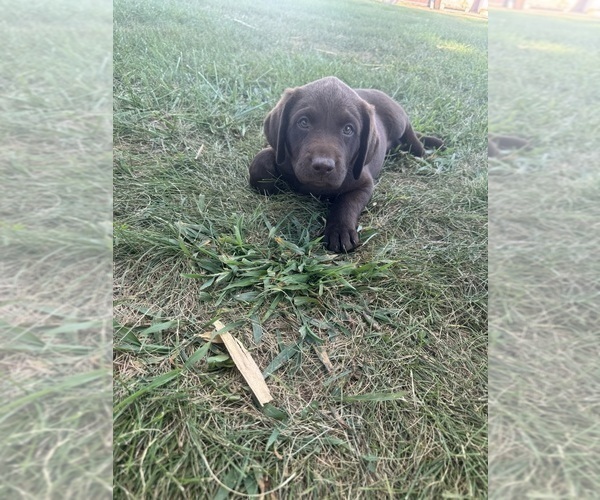 Medium Photo #3 Labrador Retriever Puppy For Sale in BRIDGEWATER, IA, USA
