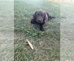 Small #2 Labrador Retriever