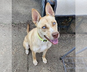 Stella - Female Siberian Husky Dog for Adoption - Photo #3