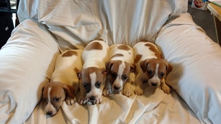 Jack Russell Terrier Puppy for sale in BOONEVILLE, AR, USA