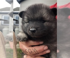 Keeshond Puppy for sale in CLAREMONT, NH, USA