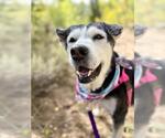 Small #2 Siberian Husky Mix