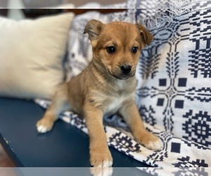 Euro Mountain Sheparnese Puppy for sale in INDIANAPOLIS, IN, USA