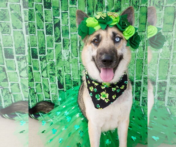 Medium Photo #2 Siberian Husky-Unknown Mix Puppy For Sale in phoenix, AZ, USA