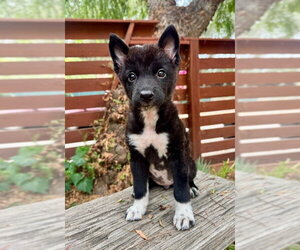 Schipperke Dogs for adoption in Marina Del Rey, CA, USA