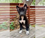 Priya - Female Schipperke Dog for Adoption - Small photo