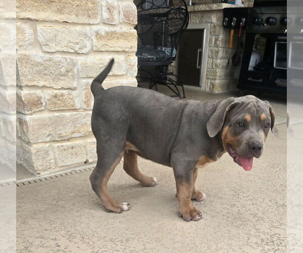Medium Photo #7 American Bully Puppy For Sale in COPPERAS COVE, TX, USA