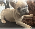 Puppy Sunny French Bulldog