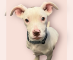 Small #14 Mutt