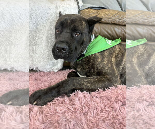 Medium Photo #5 Mutt Puppy For Sale in Goodyear, AZ, USA