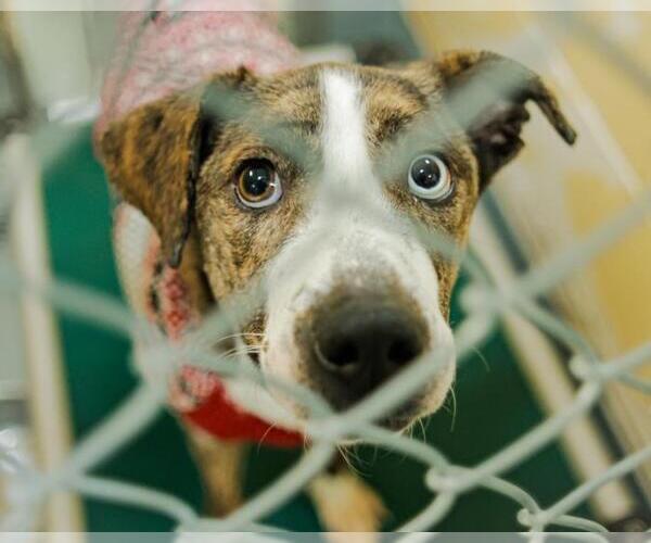 Medium Photo #2 Mutt Puppy For Sale in Tulsa, OK, USA