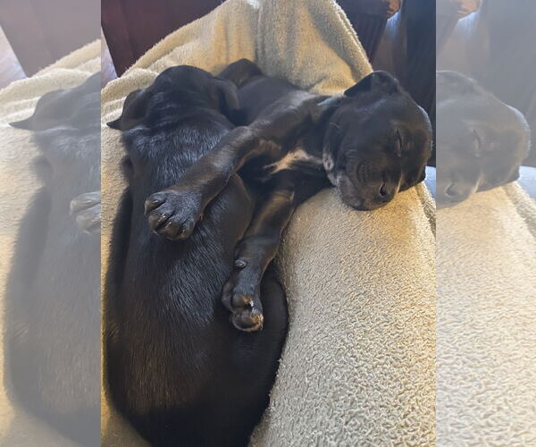 Medium Photo #5 Mutt Puppy For Sale in Holly Springs, NC, USA