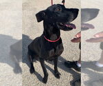 Small #2 Great Dane