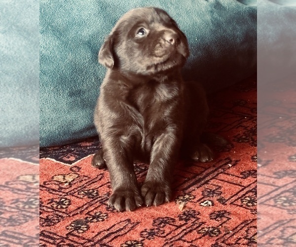 Medium Photo #7 Labrador Retriever Puppy For Sale in ALDERPOINT, CA, USA