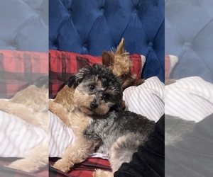 Father of the YorkiePoo puppies born on 06/15/2025